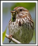 BRUANT CHANTEUR / SONG SPARROW      