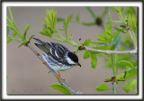 PARULINE RAYE, mle   /   BLACKPOLL WARBLER, male   