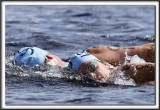 _MG_4104 a 