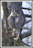CHOUETTE LAPONE - GREAT GRAY OWL    _MG_2869 as