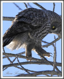 CHOUETTE LAPONE - GREAT GRAY OWL   _MG_2735 aa