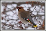 JASEUR BORAL  /  BOHEMIAN WAXWING     _MG_3421 a a