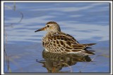 BCASSEAU  POITRINE CENDRE  / PECTORAL SANDPIPER   _MG_9727 a 