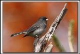 JUNCO ARDOIS  /  DARK-EYED JUNCO   _MG_0596 b