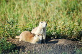 Pair of prairie dogs