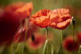 20130619 - Poppies