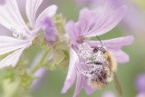 20130710 - Snowy Bee
