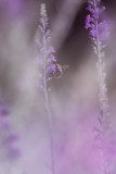 20130726 - Lavender