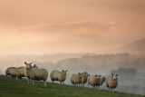 20140401 - Sunset Sheep