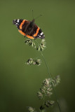 20140611 - Basking in the Sunshine