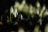 20150203 - Snowdrops