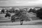 20150802 - Tree, Horses and Pylons