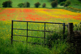 20160617 - Gate and Poppies