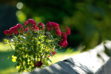 20160712 - Wall Flowers