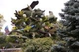 37 - Canada – Montréal – L’arbre aux oiseaux - 2