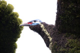 37 - Canada – Montréal – L’arbre aux oiseaux - 15
