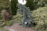 une vieille dame marchant dans la forêt