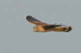 Blauwe kiekendief- Hen Harriar