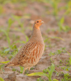 Patrijs-Grey Partridge