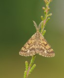 Gewone heispanner -Common Heath