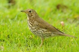 Zanglijster-Song Thrush