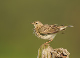 Graspieper-Meadow pipet 