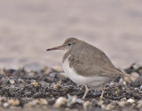 Amerikaanse oeverloper-Spotted Sandpiper