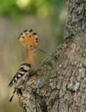 Hop -Eurasian Hoopoe