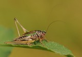 Heidesabelsprinkhaan-Bogbush-cricket
