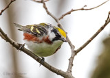 Chestnut-sided Warbler