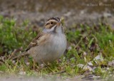 Clay-colored Sparrow