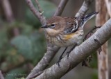 Yellow-rumped Warbler