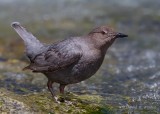 American Dipper