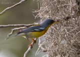Tropical Parula