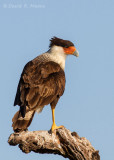 Crested Caracara