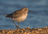 Black-bellied Plover, juvenile