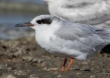 Forsters Tern