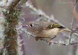 Ruby-crowned Kinglet