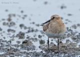 Bairds Sandpiper