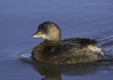 Pied-billed Grebe