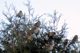 Birds in a Bush.jpg