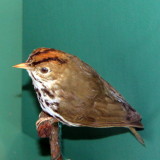 Ovenbird