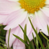 Daisy Dew Drop