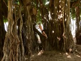  Climbing a Banyan tree