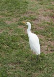 The Cattle Egret
