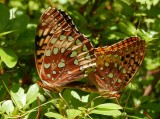 Atlantis Fritillary (Speyeria atlantis) mating pair