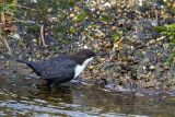 Waterspreeuw-1