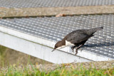 Waterspreeuw-5