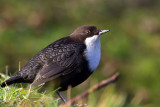 Waterspreeuw-6