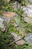 Parelhagedis-1